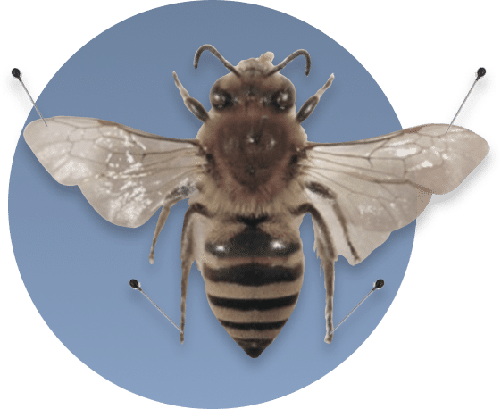 Bee bee