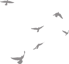 The Motion Of Birds The Motion Of Birds