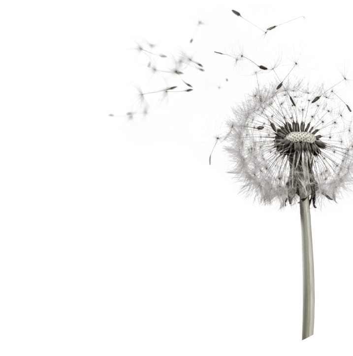 Dandelion Photograph Dandelion Photograph