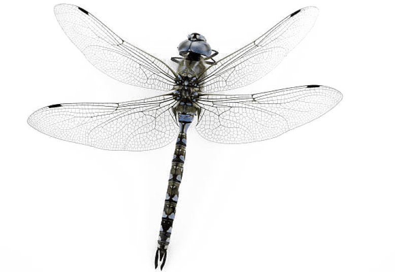 Picture Of A Dragonfly Picture Of A Dragonfly