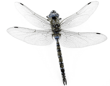 Dragonfly Artifact Photo Dragonfly Artifact Photo