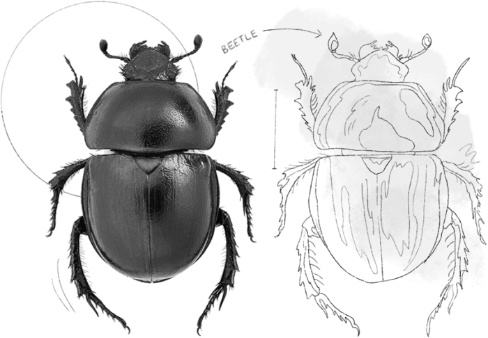 A Black Beetle From The Natural History Museum In Both Sketched And Animated Form A black beetle from the Natural History Museum in both sketched and animated form