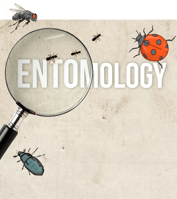 Entomology Graphic With A Handheld Magnifier Glass And Insects Crawling Around The Page Entomology graphic with a handheld magnifier glass and insects crawling around the page