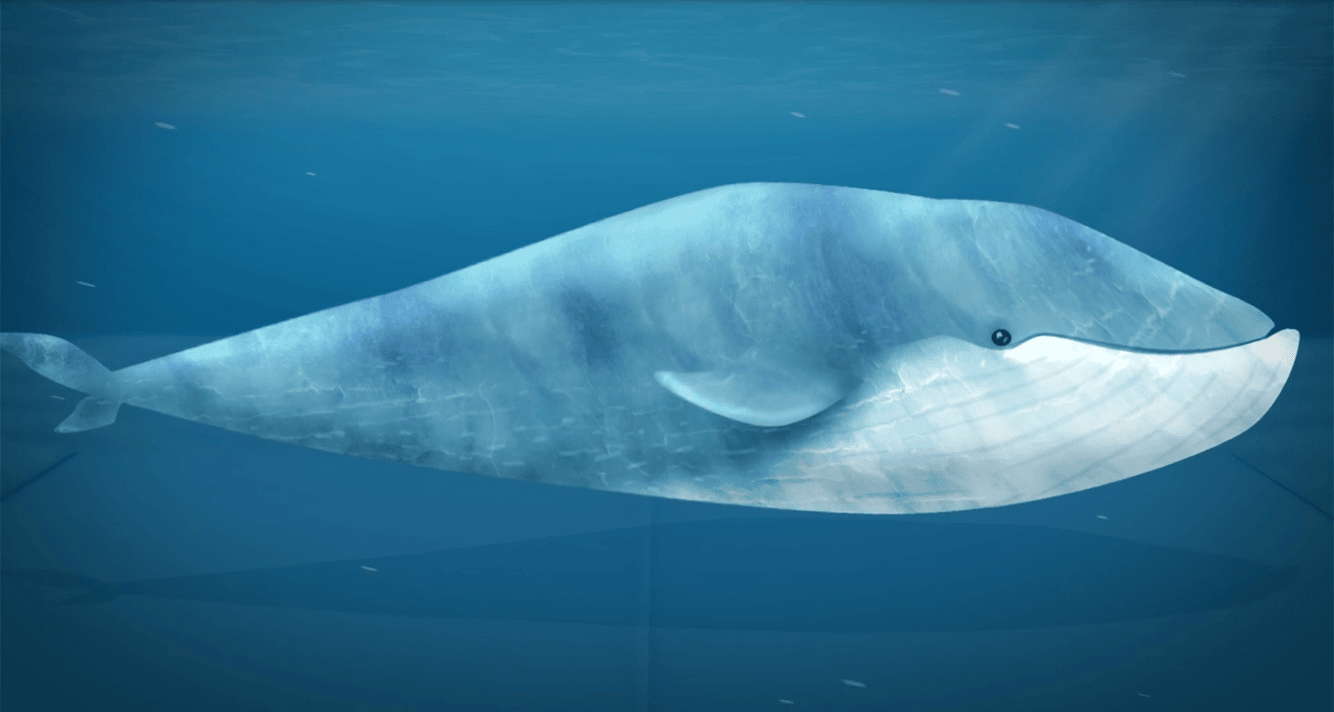 Hand-Drawn Animated Whale In Blue Water Hand-drawn animated whale in blue water